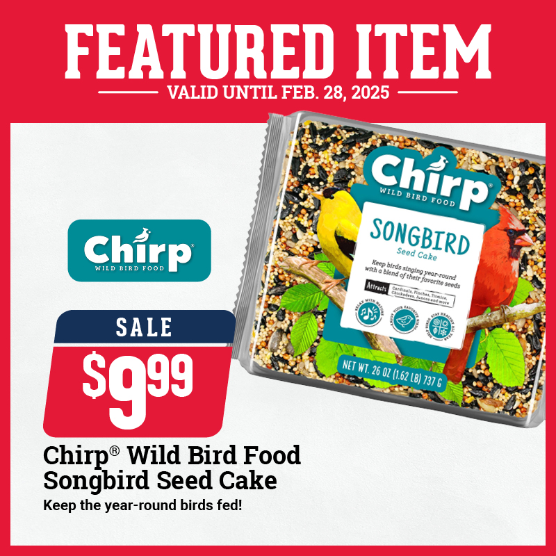 Chirp Seed Cake